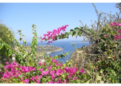 Bougainvillea view